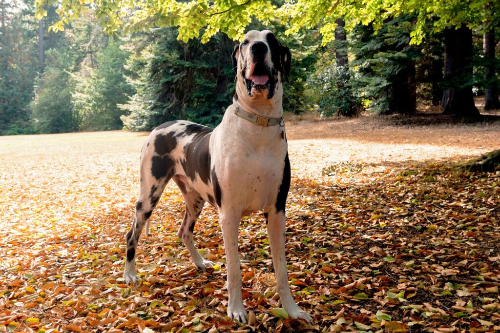 great dane harlequin