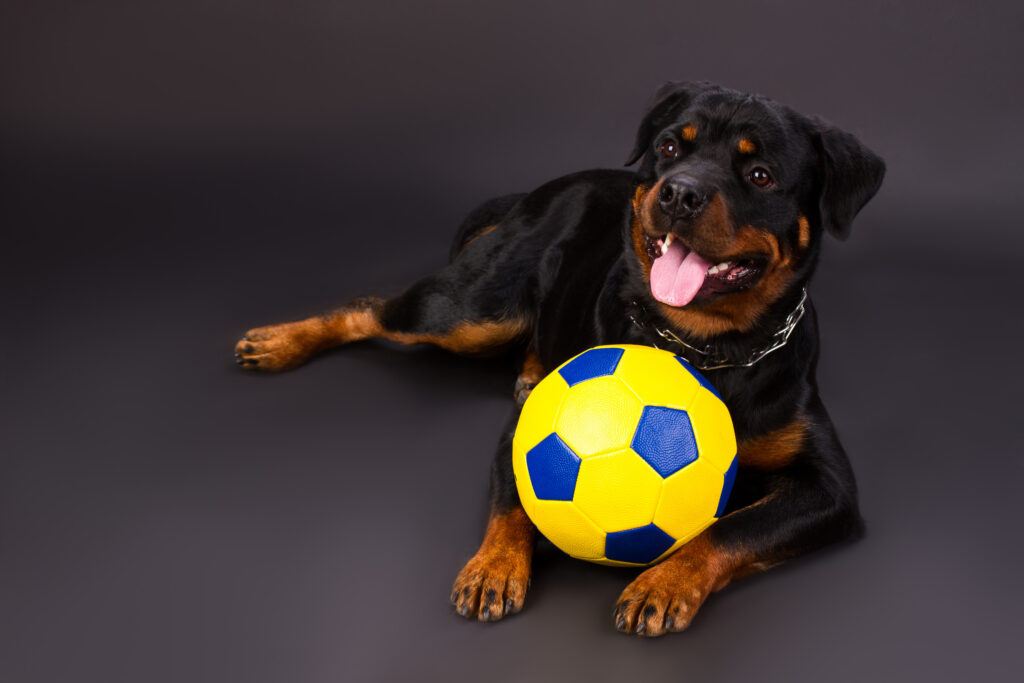 rottweiler