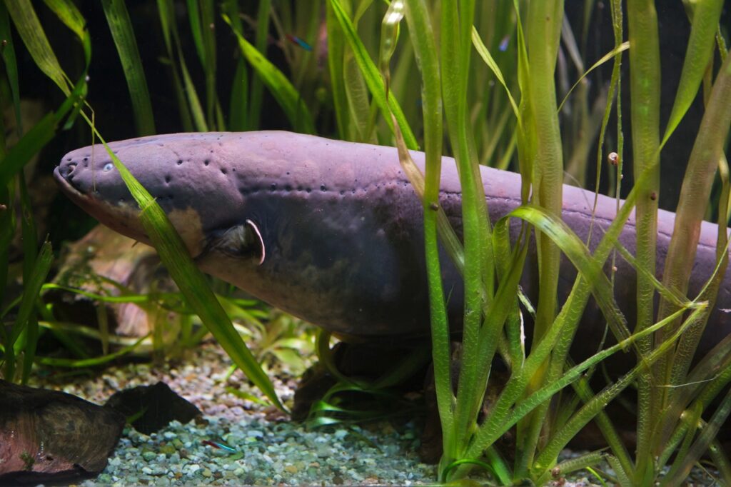 ELECTRIC EEL