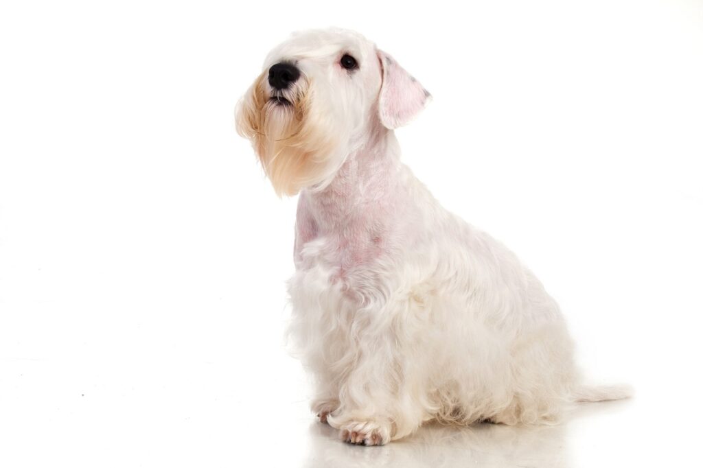 sealyham-terrier