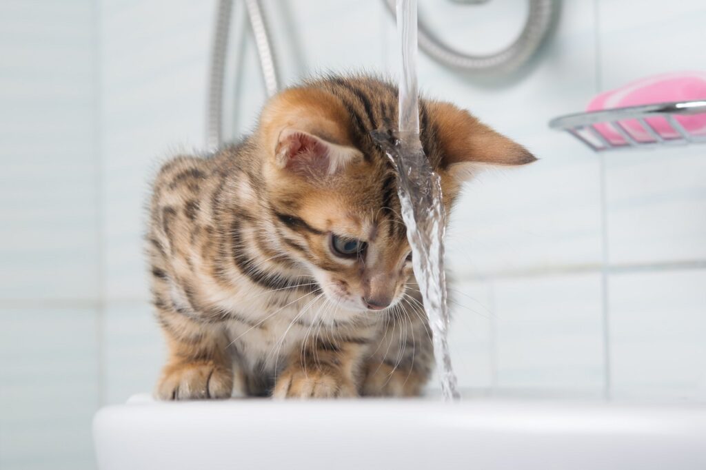 bengal cat
