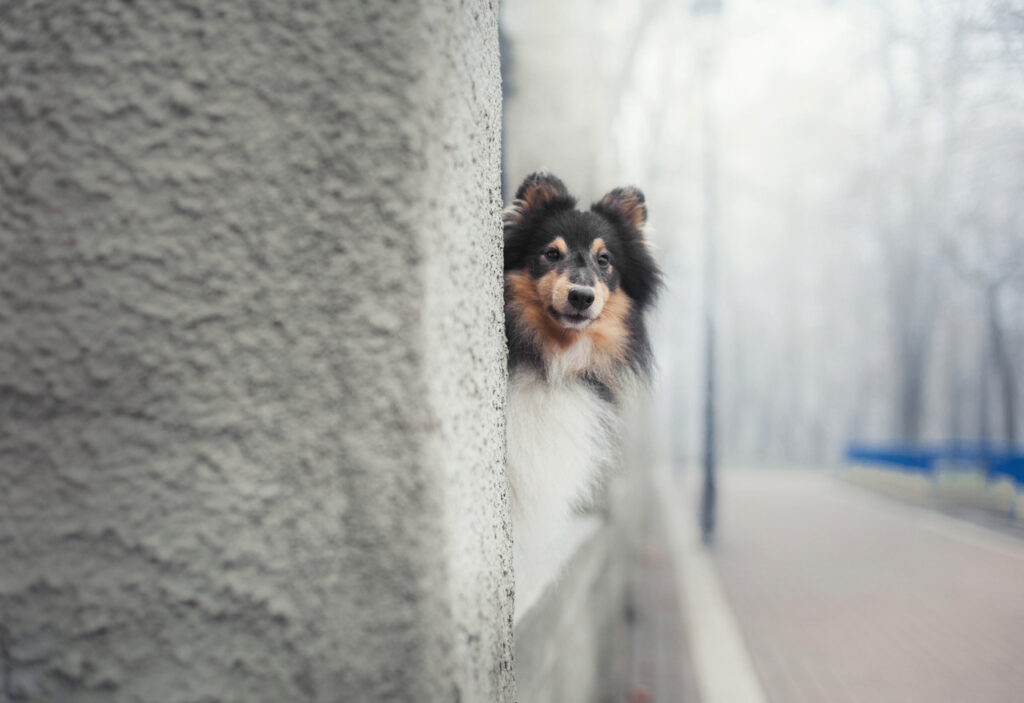 Dog hiding behind the wall