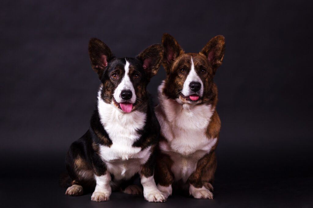 Welsh corgi cardigan-