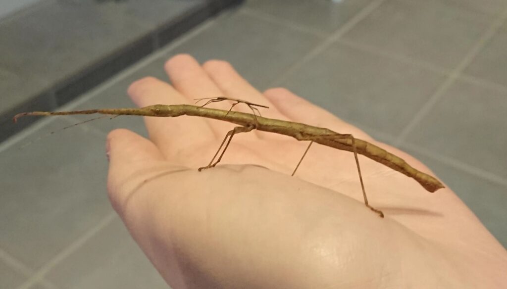 Stick Insect