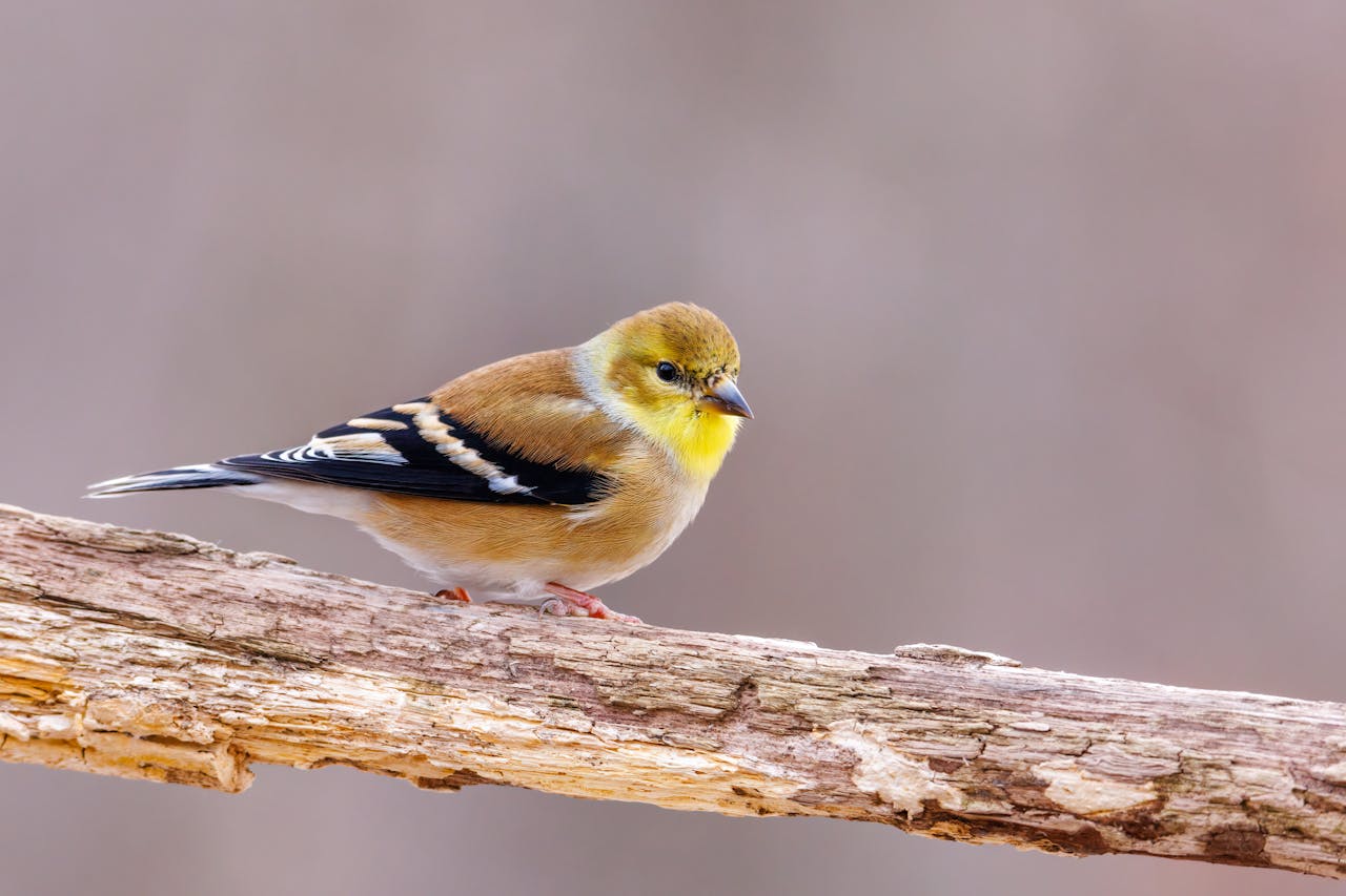 Goldfinch