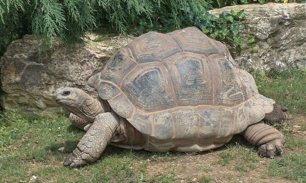 Large Aldabra giant tortoise on grass near a rock.