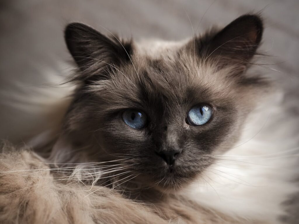 Burmese cat