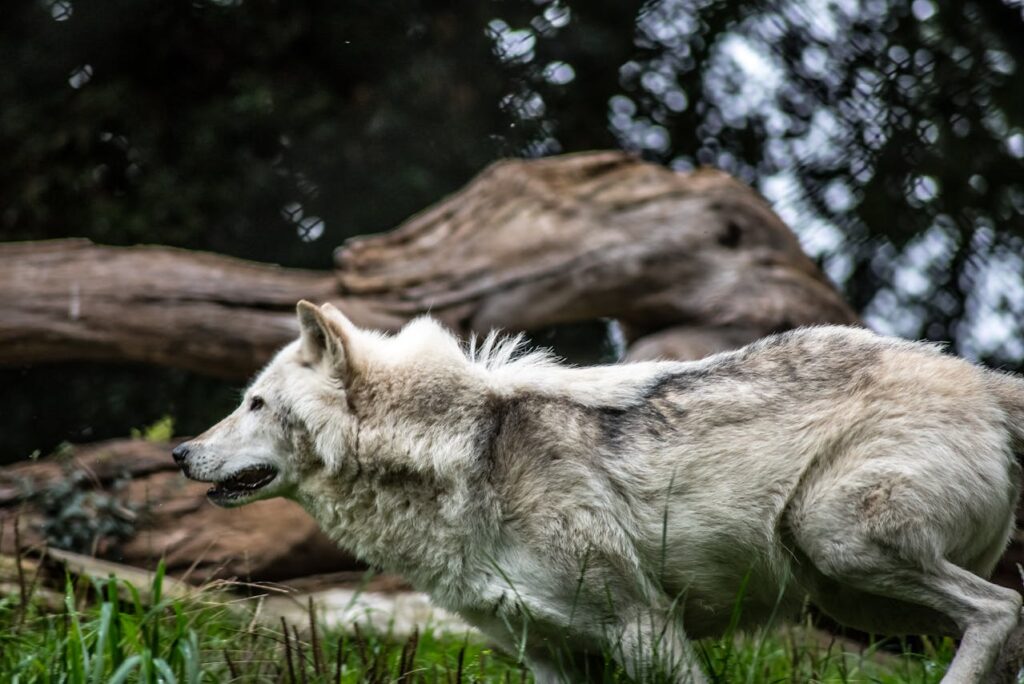 Wolf
