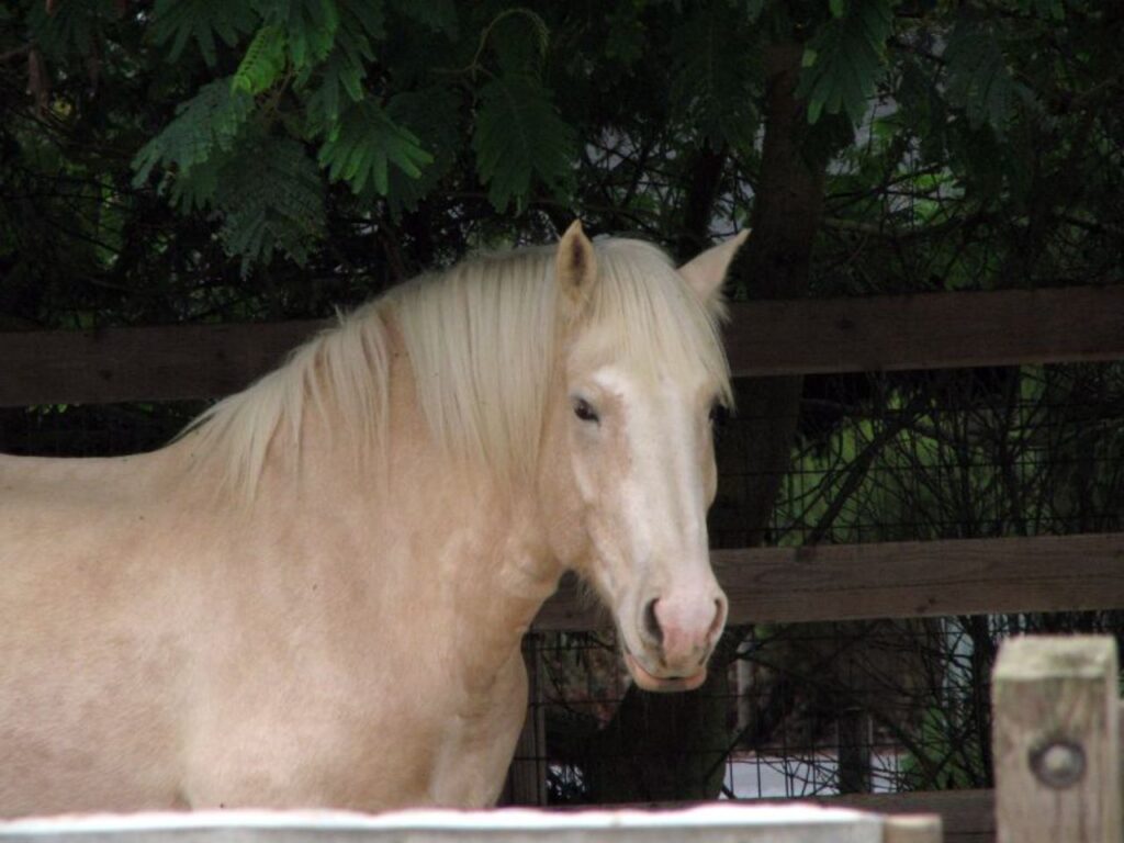 American Cream Horse