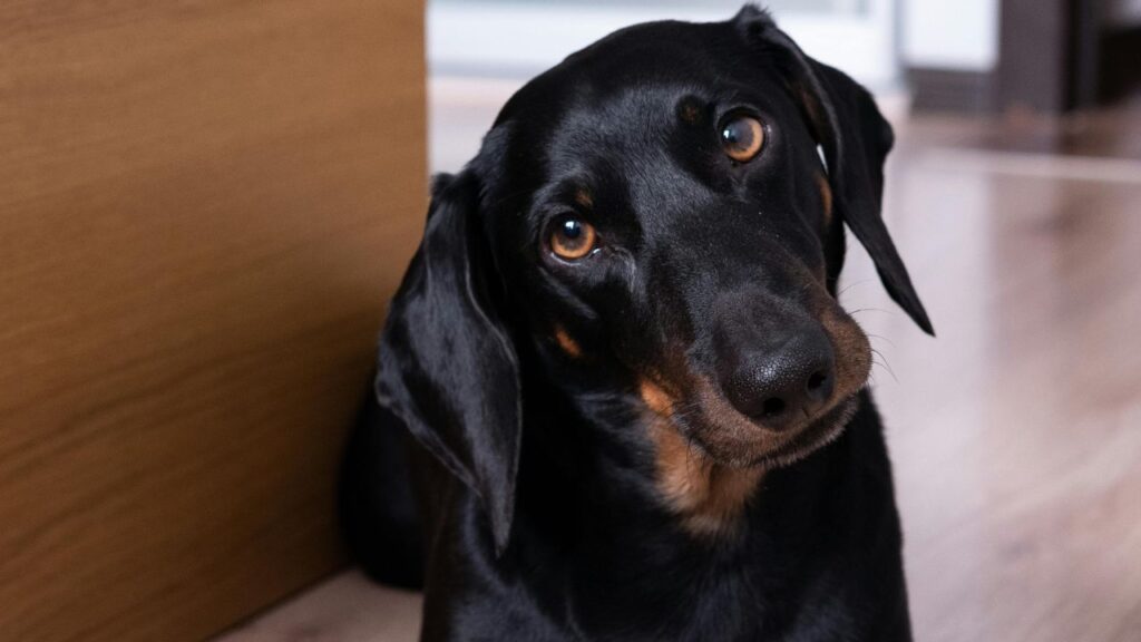 Dog tilting his head