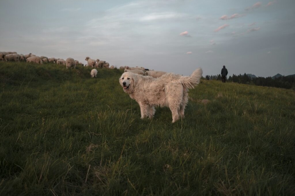 Kuvasz herding dog