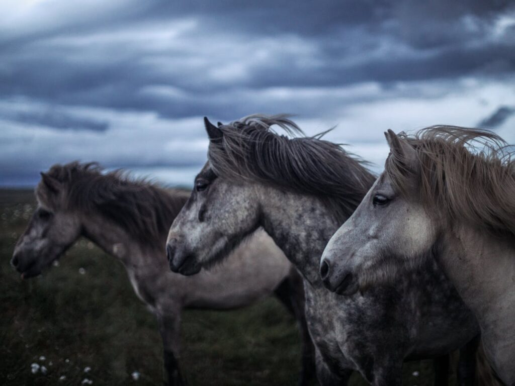 Three horses