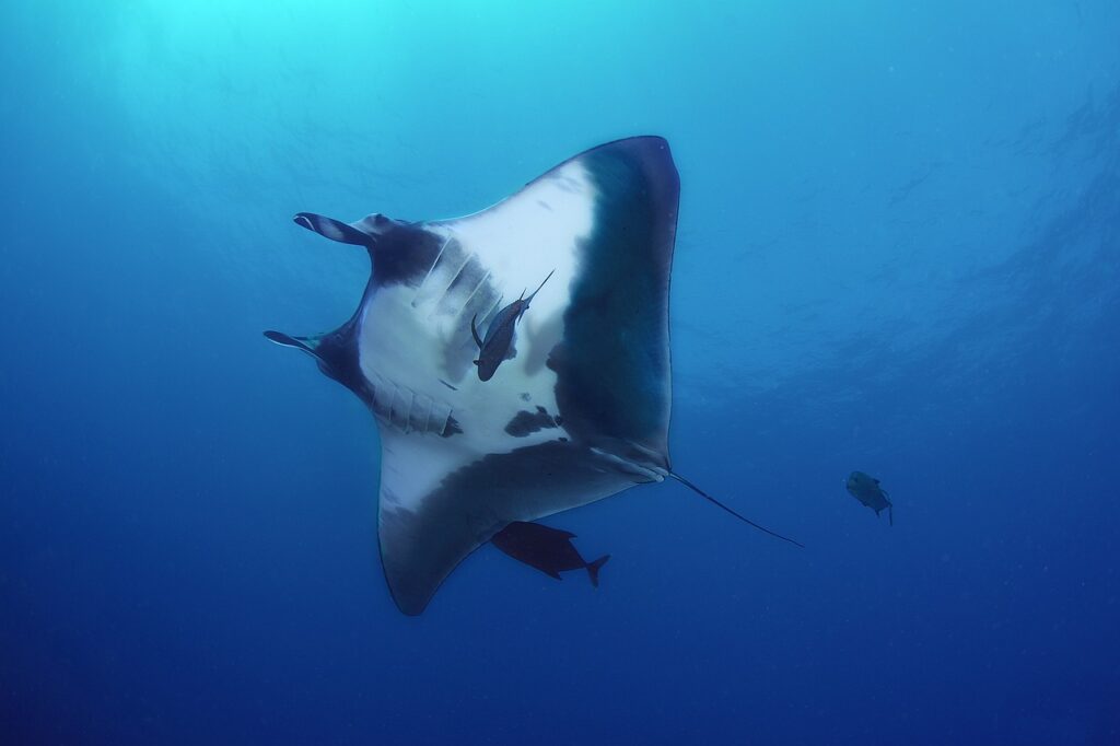 A Manta Ray