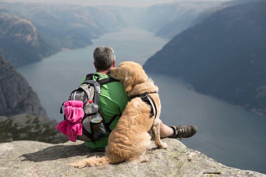 dog travel Essentials