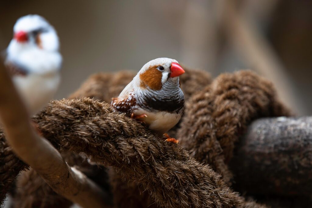 A Beautiful Lovebird