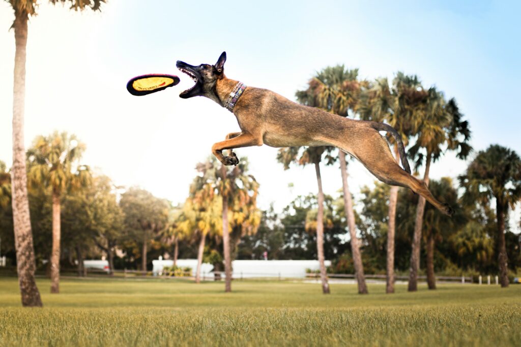 Belgian Malinois