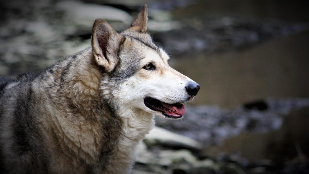 A Wolf-dog