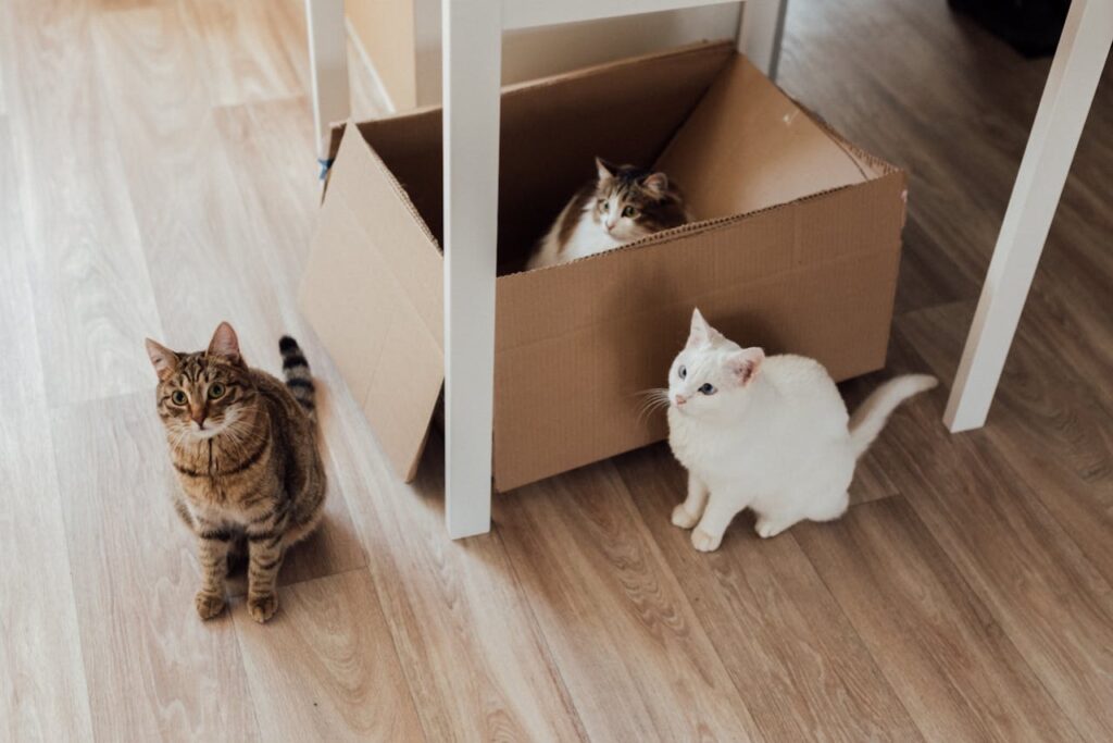 Three cats in a apartment