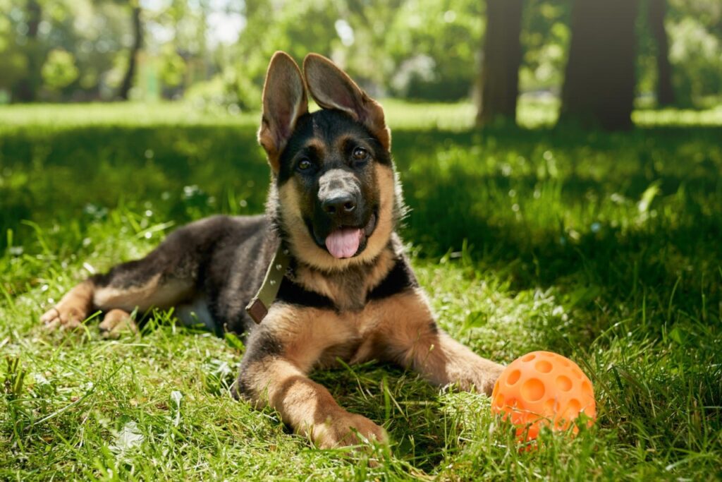 German Shepherd