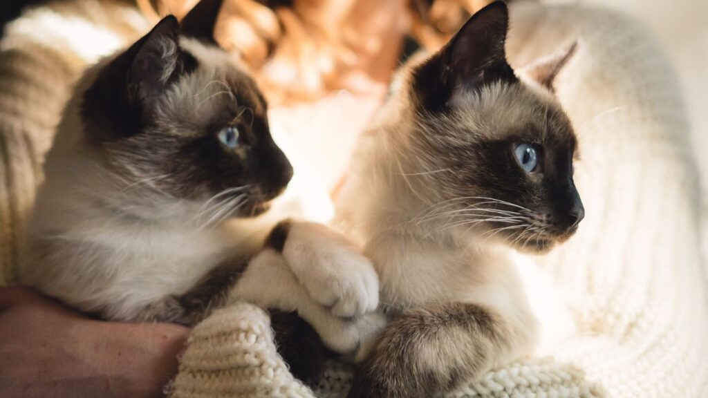 Siamese cats