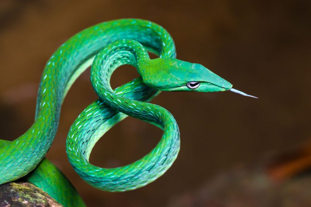 Asian Vine Snake