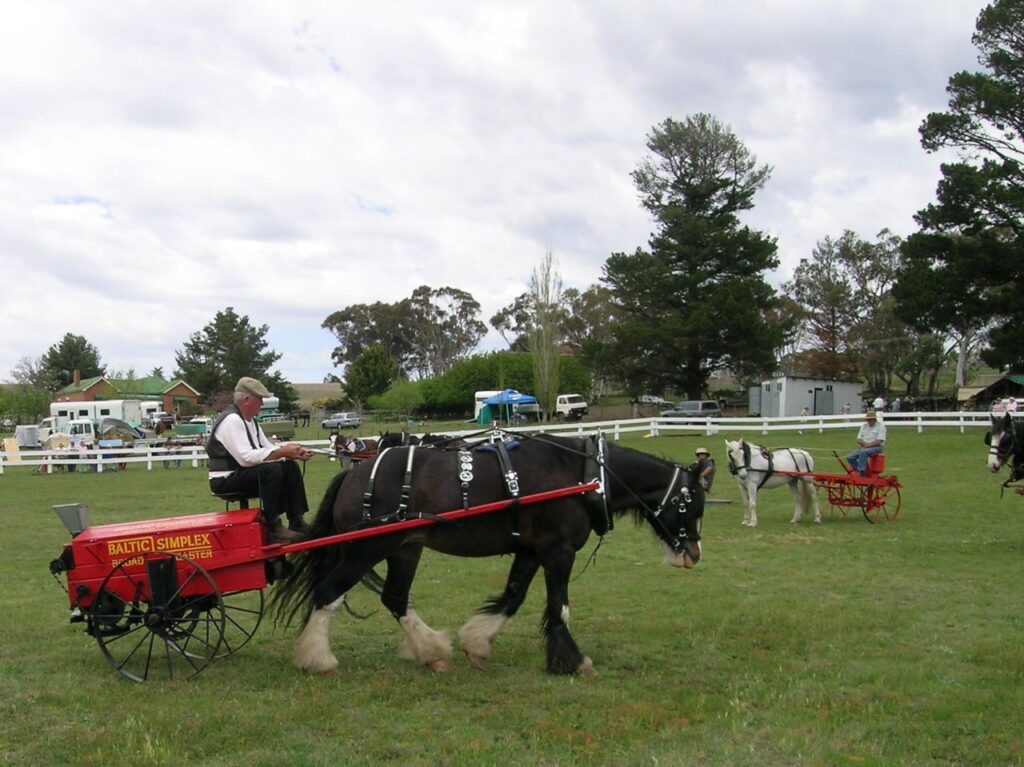 Australian Draft Horse