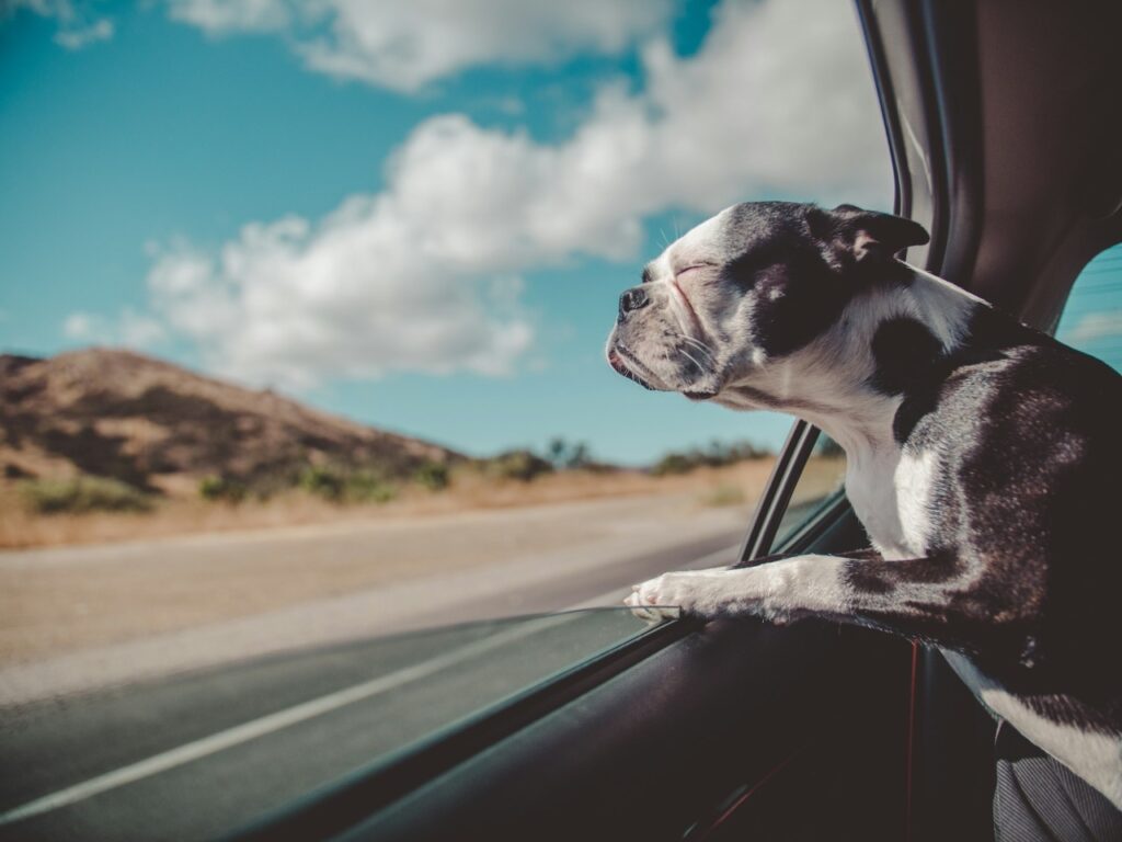 Boston Terrier inside car (traveling)