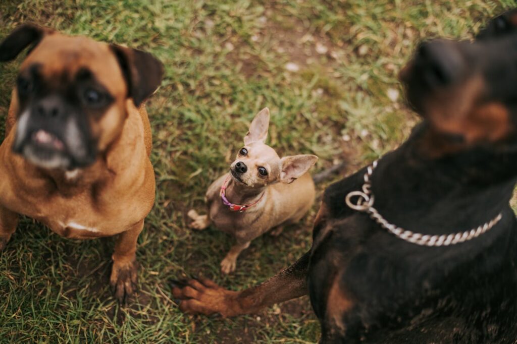 Chihuahua with Big dogs