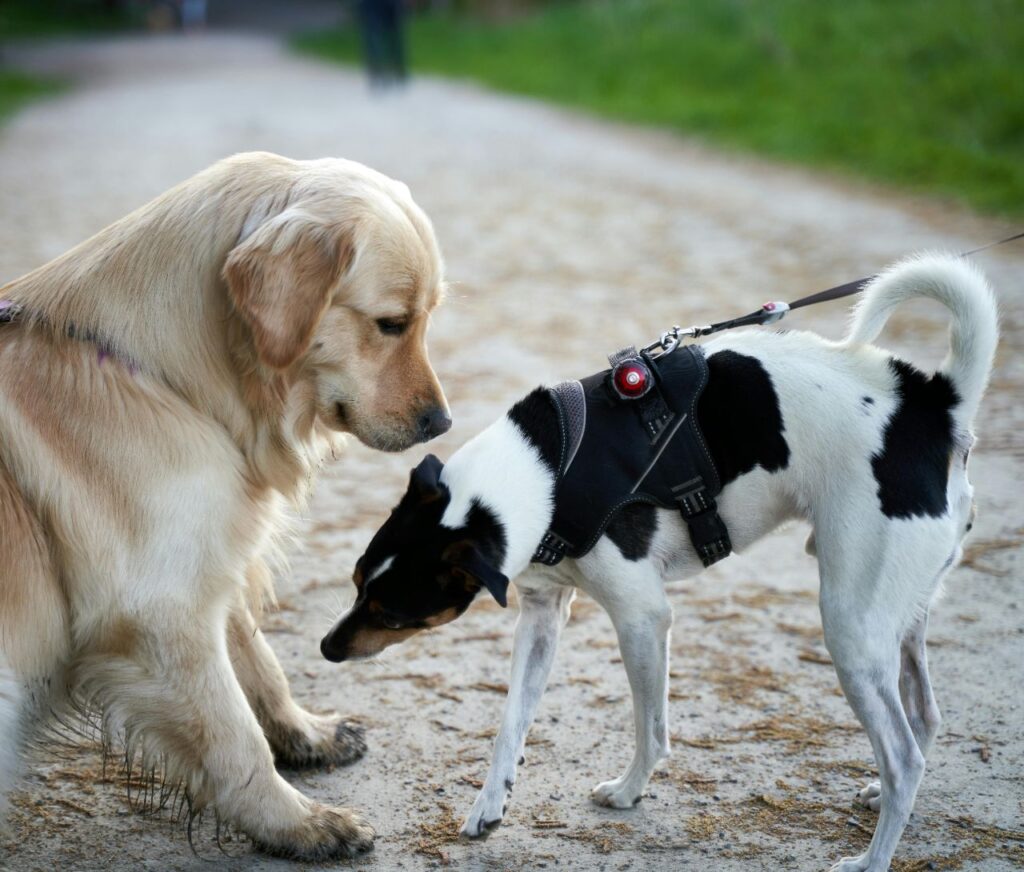 Dogs sniffing each other