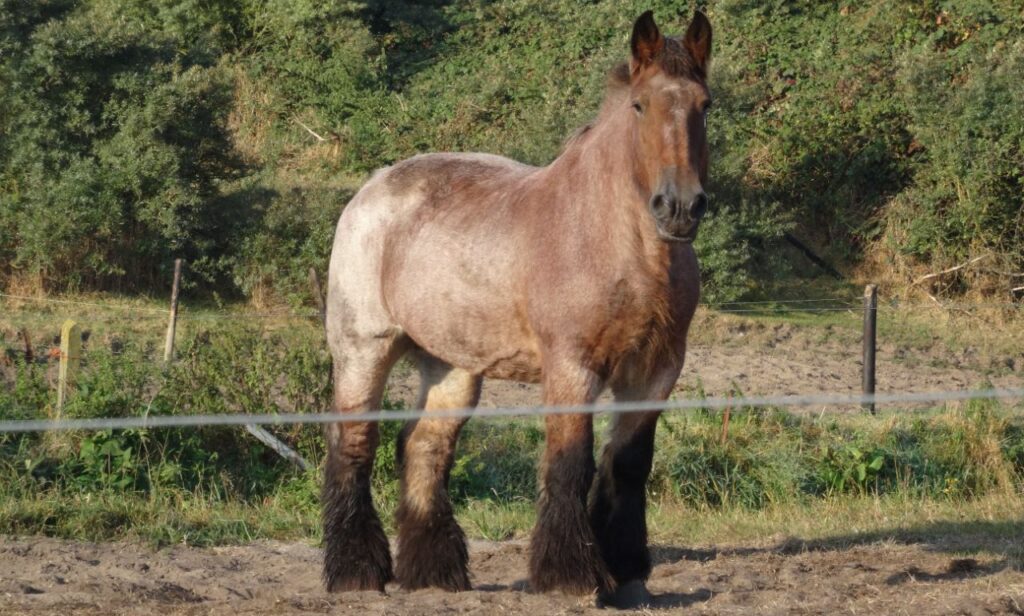 Belgian Draft Horse