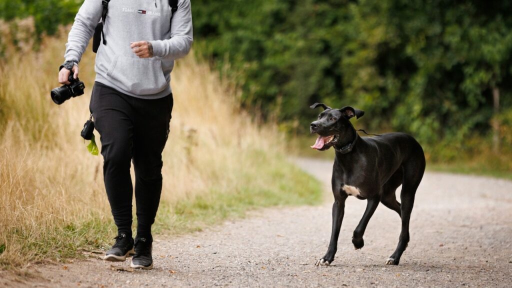 Man running with Great dane