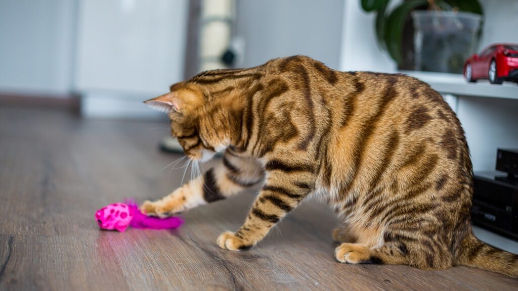 Bengal cat with toy
