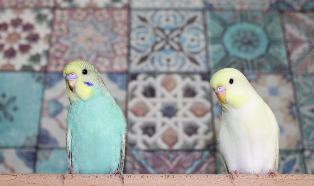 Lovebirds synchronized movement