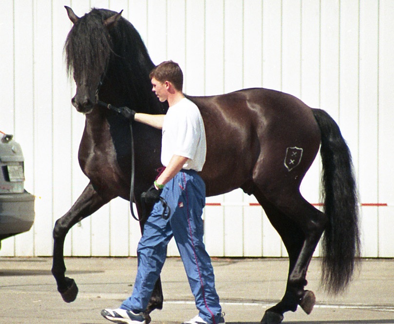 Black Andalusian horse