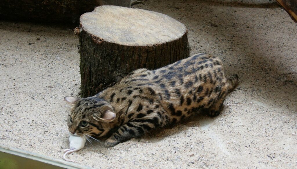 Black Footed cat