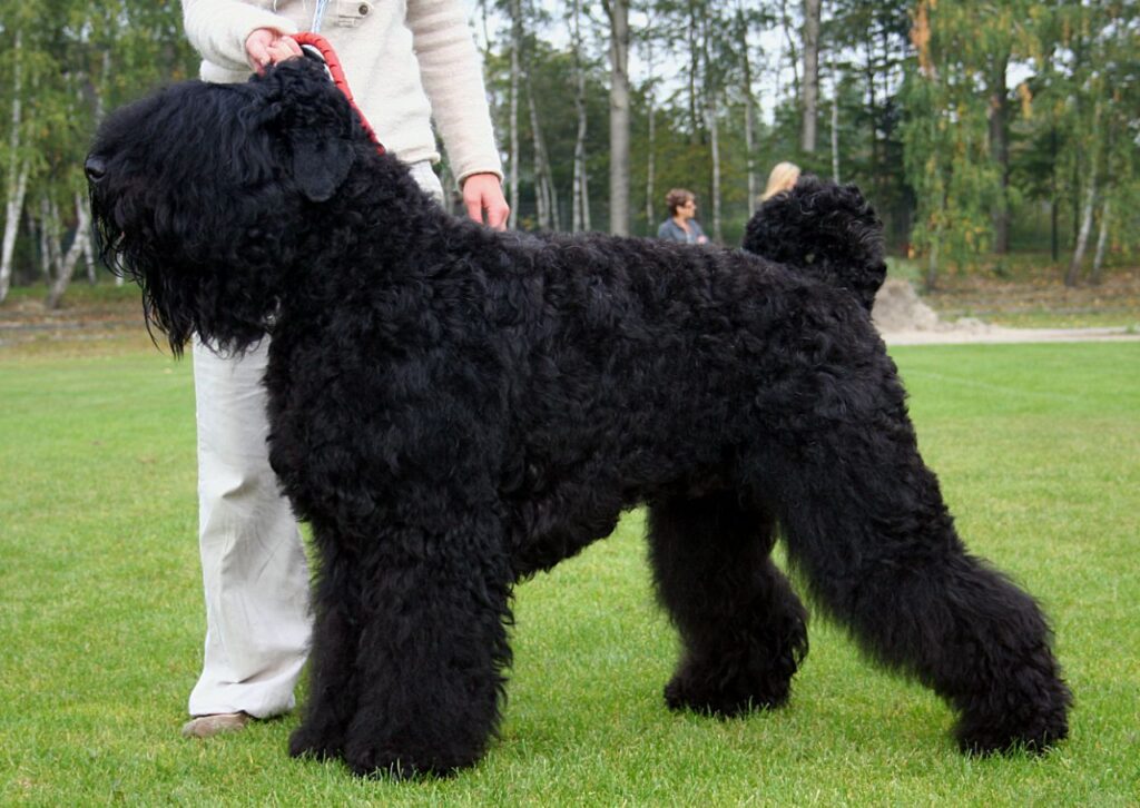 Black Russian Terrier