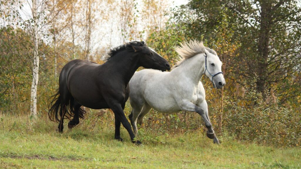 Black and white horse galloping