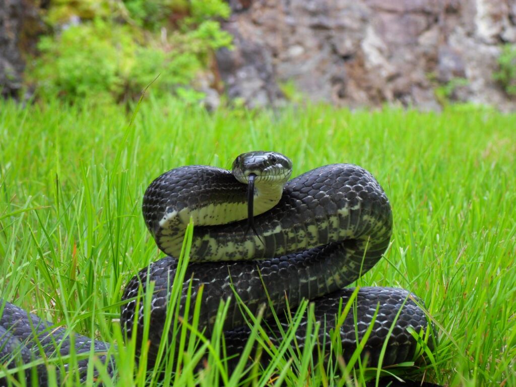 Black_Rat_Snake