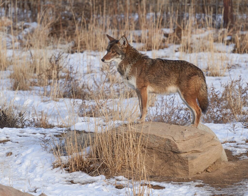Coyote