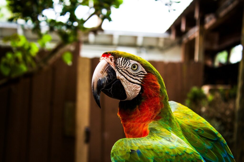Macaw