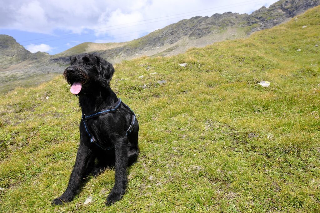 Giant Schnauzer