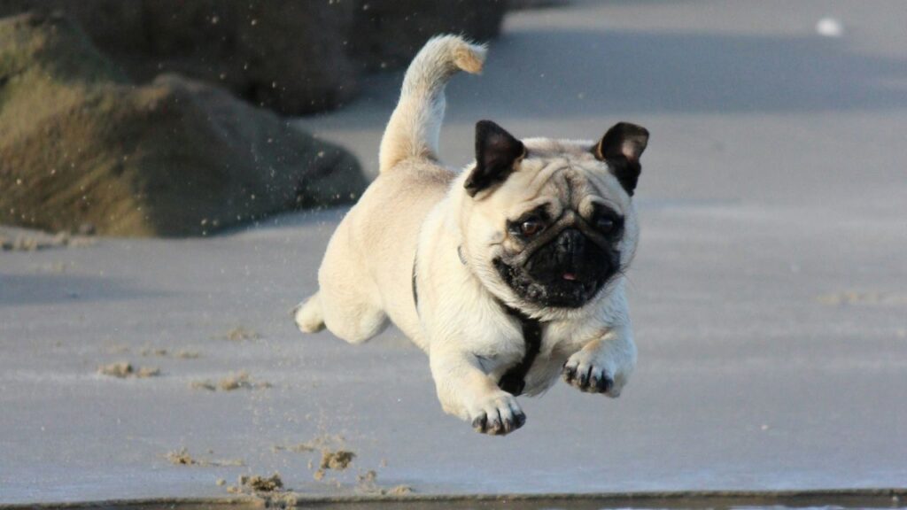 Pug