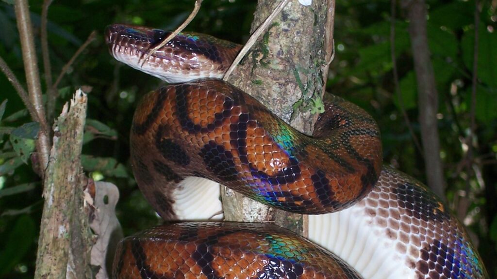 Brazilian Rainbow Boa