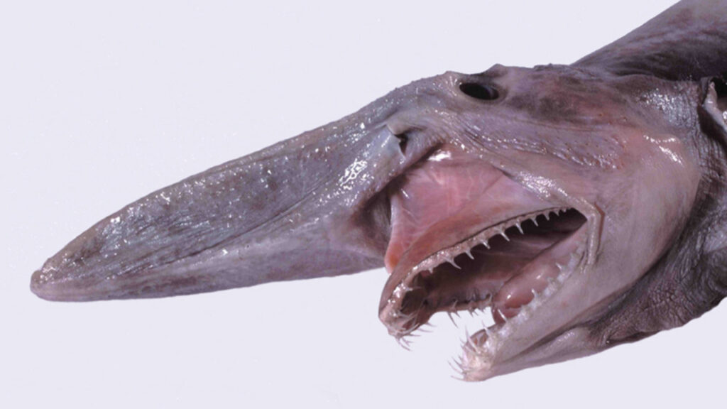 A Goblin Shark head