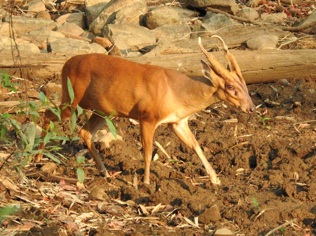 A Muntjac Deer