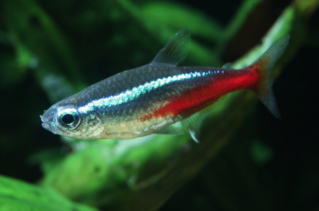 A Neon Tetra fish