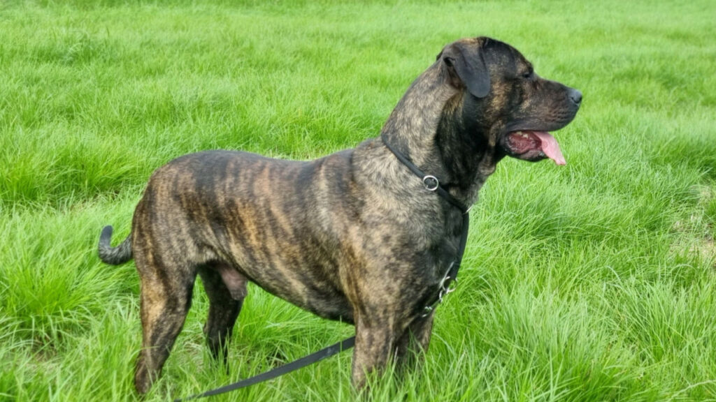 Perro de Presa Canario in the field
