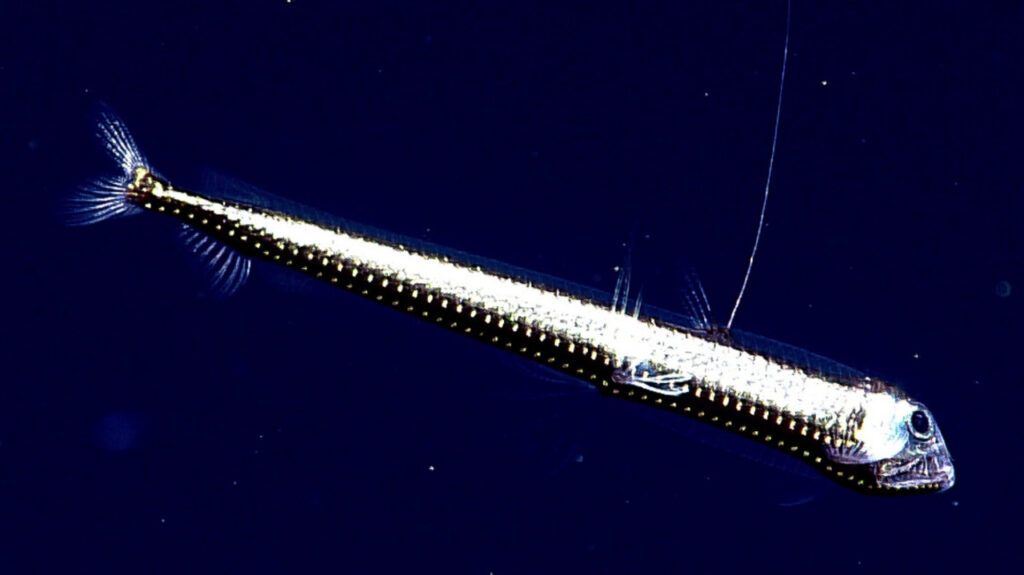 A ViperFish