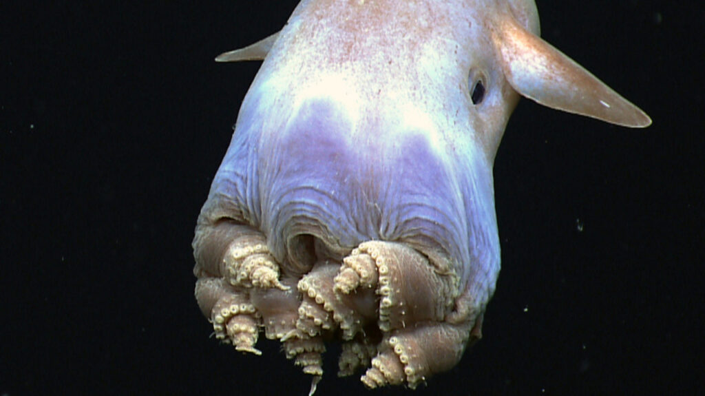 A Dumbo Octopus