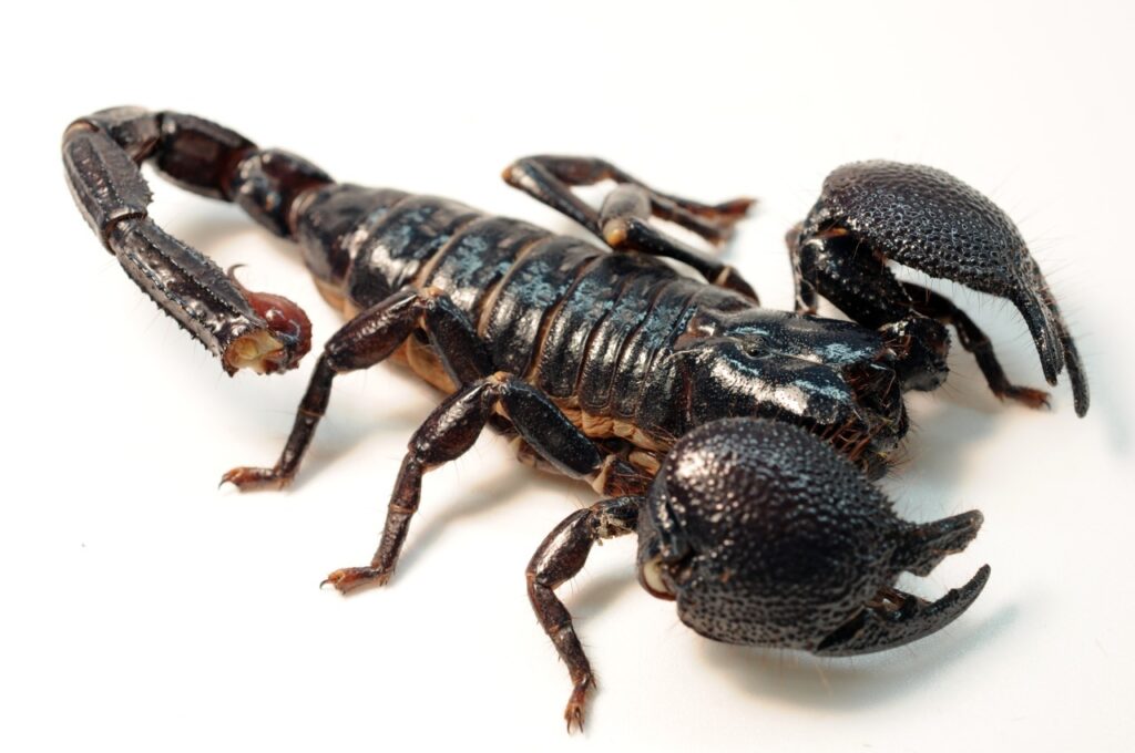 An Emperor Scorpion